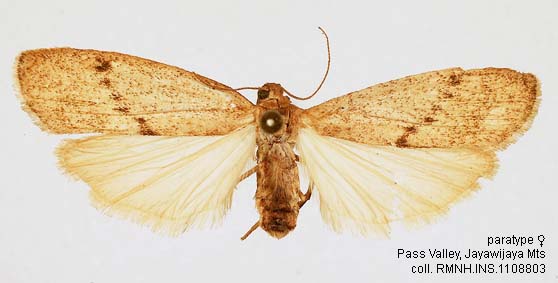 Papua Insects Foundation (Lepidoptera/Erebidae(Arctiinae)/Lambula ...